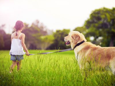 aardbeving cap lade Honden | 101 tips voor de zorg en verzorging van je hond
