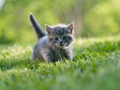 Katten | Alles over en medische zorg