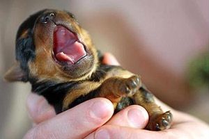 schattig Teleurstelling Stuiteren Pasgeboren pups | Over de zorg vlak na de bevalling