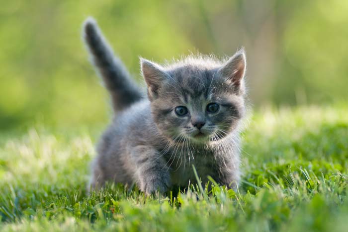1001 Kattennamen voor kitten, poes of kater
