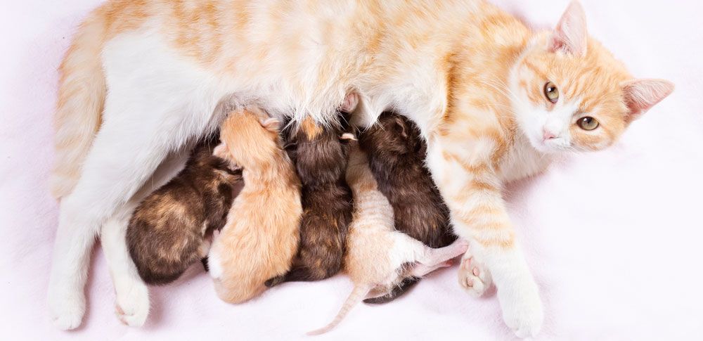 worstelen geestelijke gezondheid knecht Pasgeboren kittens | Kittens & Verzorging