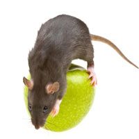 Verpersoonlijking gesmolten Kers Tamme ratten | De beste tips voor een gezonde rat