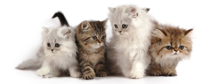 Heerlijk suiker Martin Luther King Junior 1001 Kattennamen voor kitten, poes of kater
