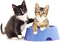 blauwe vinvis onduidelijk Mand Voeding en gewicht | Kittens & Verzorging